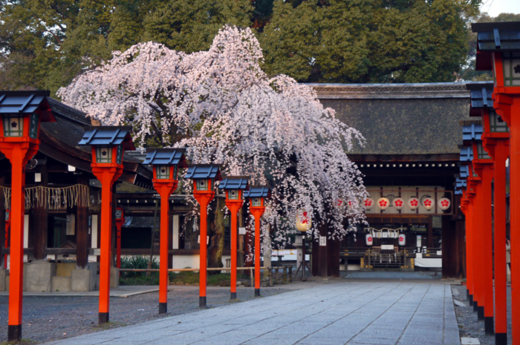 kyoto-cherry-blossom-hiranojinja