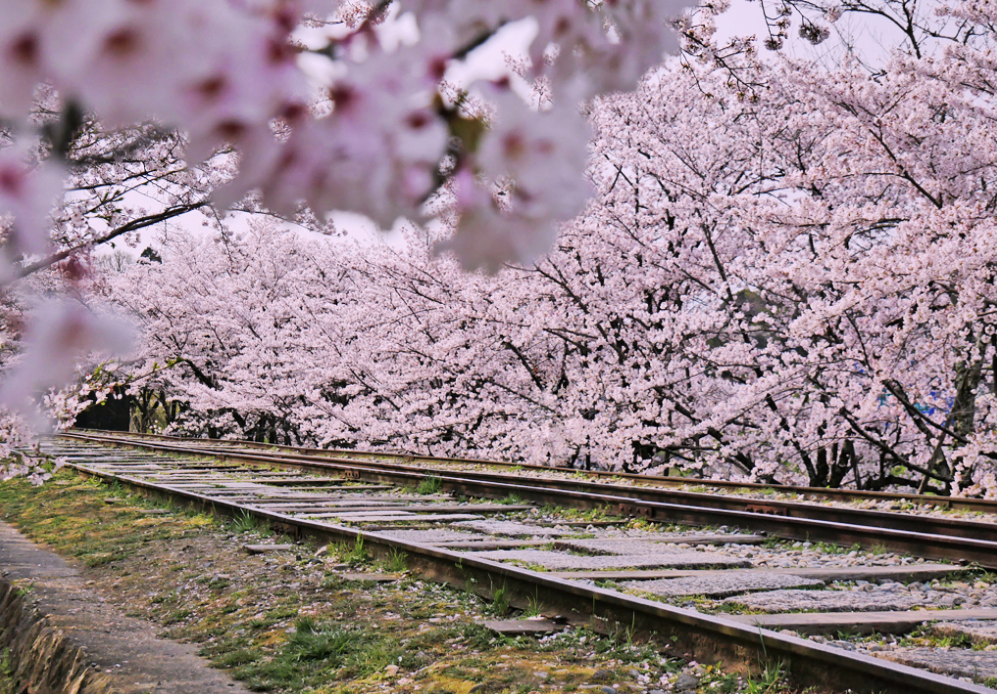kyoto-cherry-blossom-keage-incline