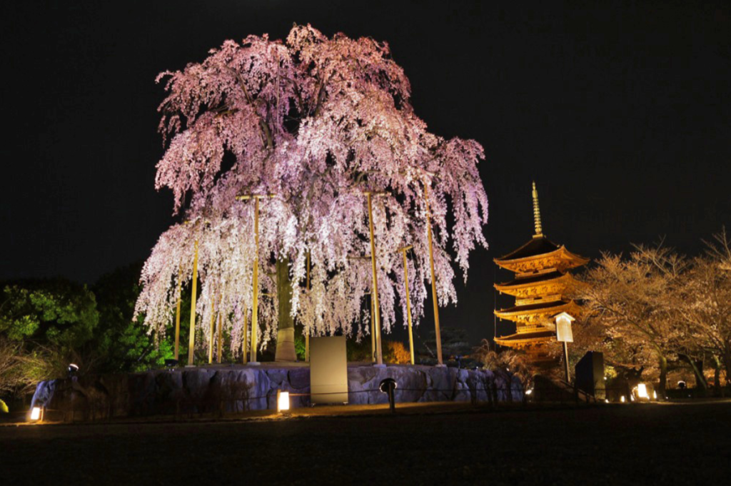 kyoto-cherry-blossom-toji