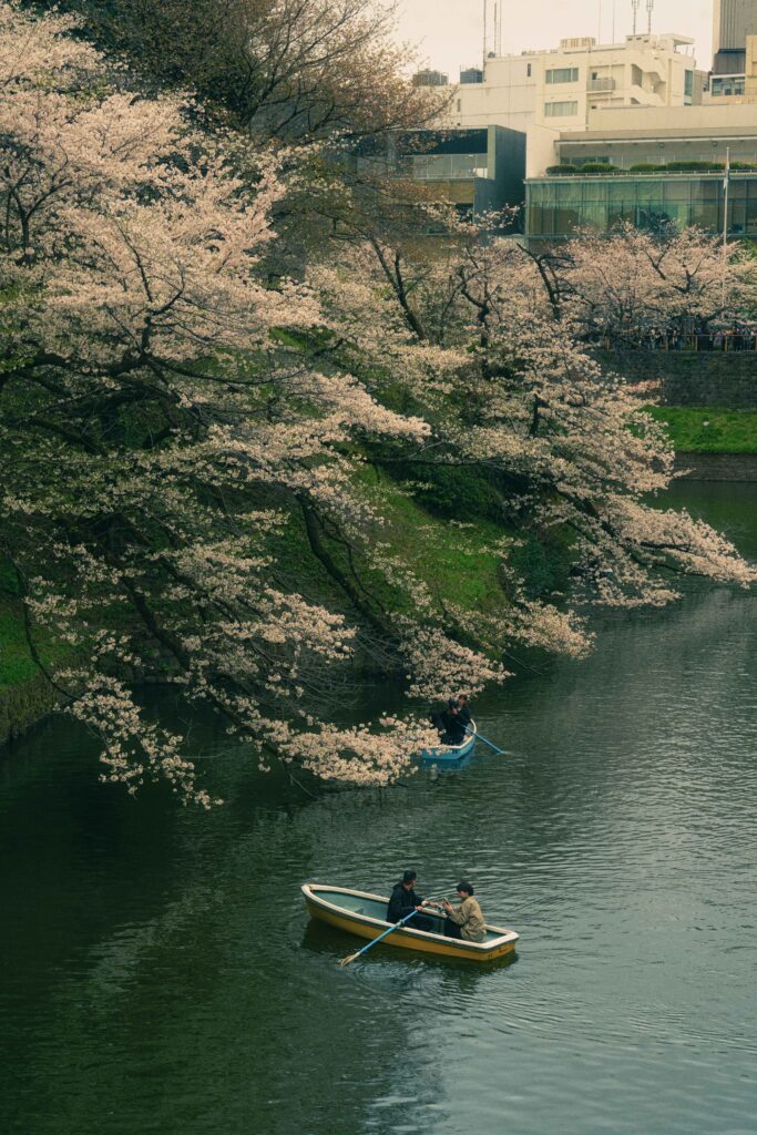 boat ohanami sakura