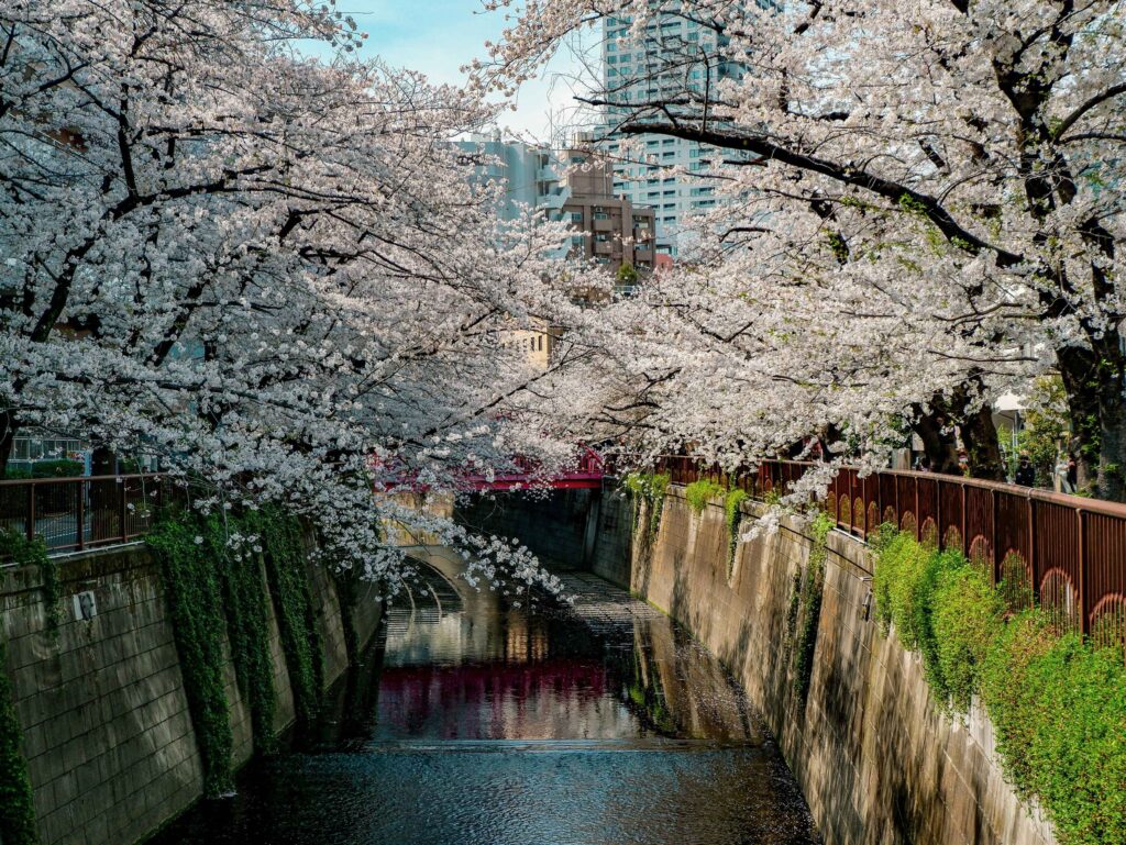 meguro river sakura