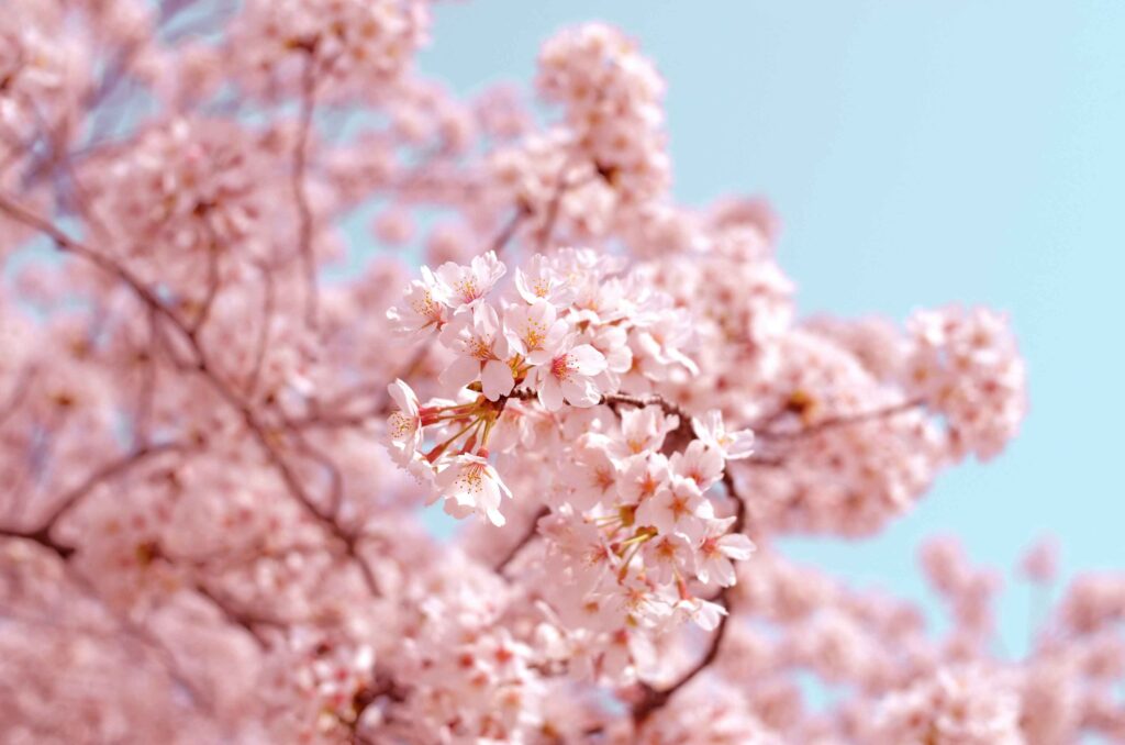 sakura cherry blossoms