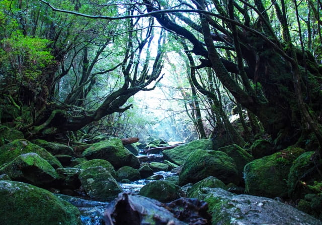 shirataniunsuikyo mononoke kyushu