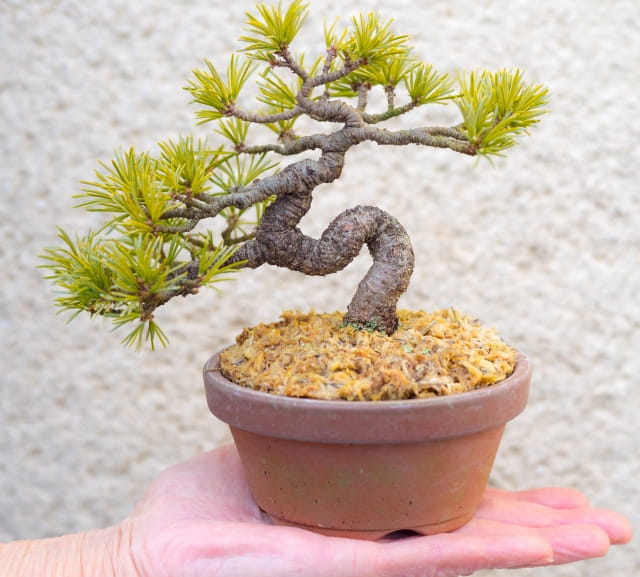 bonsai asymmetry