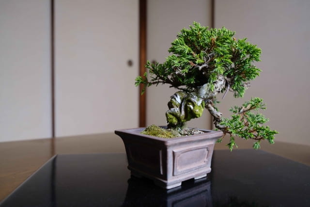bonsai