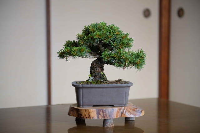 bonsai2
