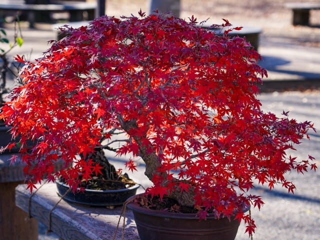 momiji bonsai